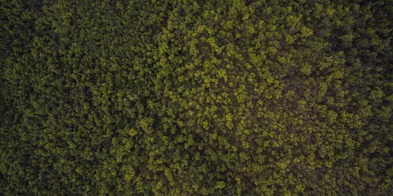 从苏轼到当代诗人：当诗词界限消融，文学创作如何获得新生？