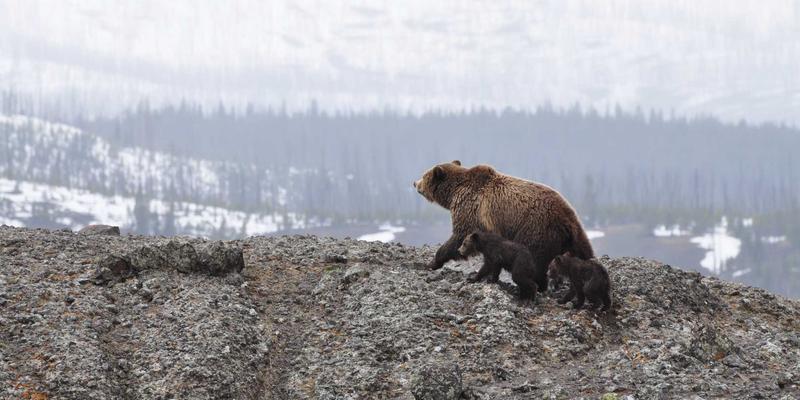 从陶渊明到王维：山水田园诗千年流变中的精神栖居