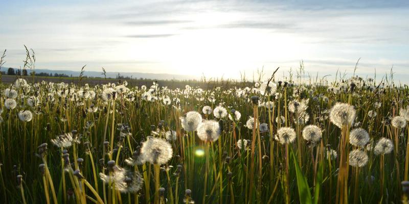 王维与孟浩然山水诗比较：盛唐自然观照的两种范式及其现代启示