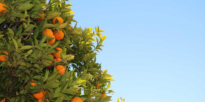 诗词格律三要素：掌握平仄、对仗与押韵，解锁古典诗歌创作密码